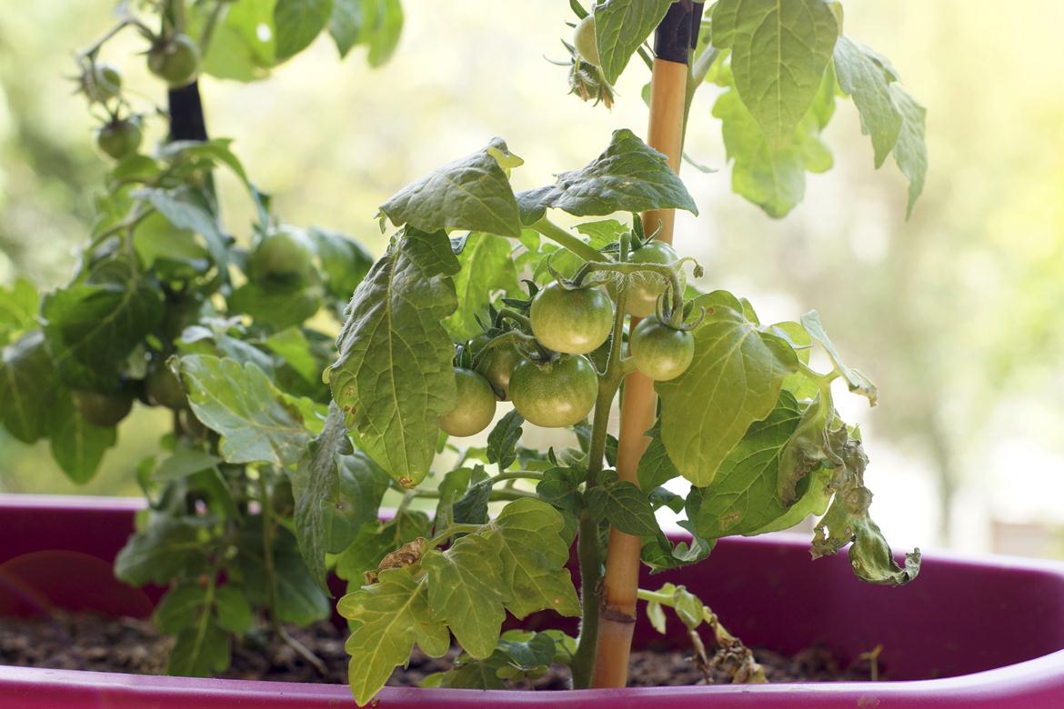 DIY-Food - Tomaten auf Fensterbank