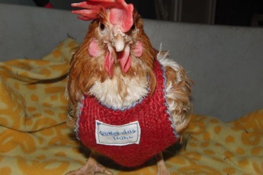 Rettet das Huhn e.V. – Vermittlung „ausgedienter“ Legehennen